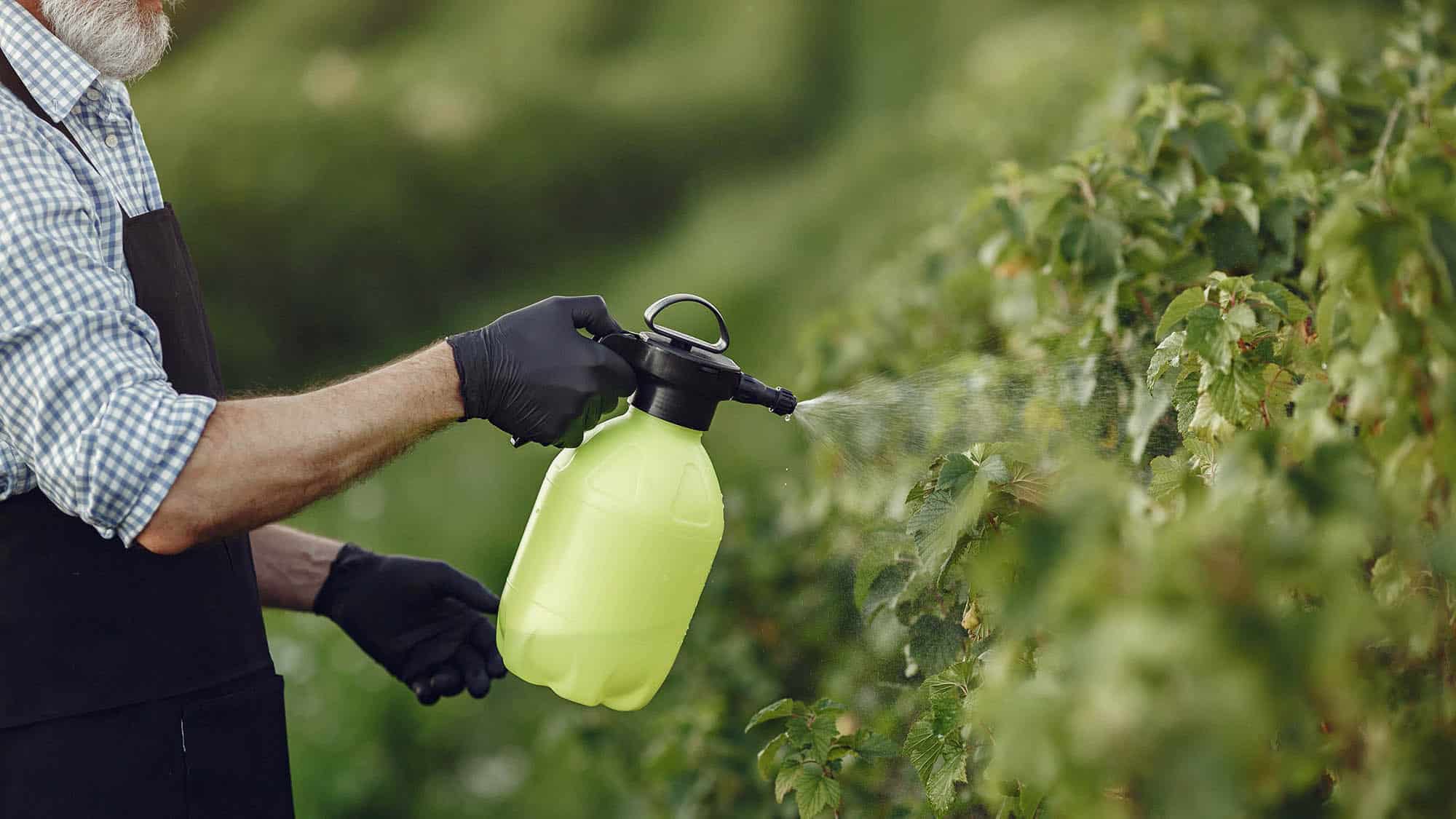 TRAITEMENT PHYTOSANITAIRE